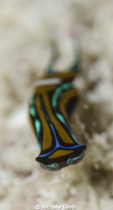Leech Headshield Slug by Michelle Davis 